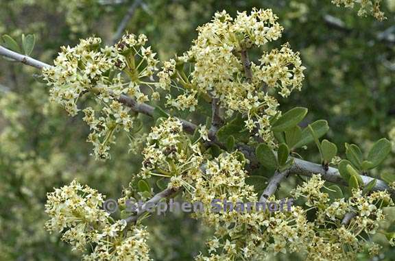 ceanothus cuneatus 1 graphic